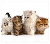 Animals002