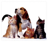 Animals003