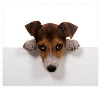 Animals006