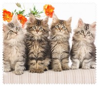 Animals008