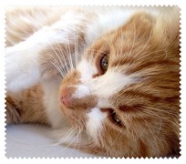 Animals009