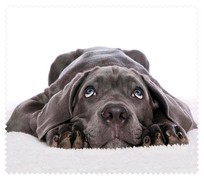 Animals013