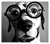 Animals015