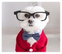 Animals017