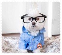 Animals018