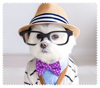 Animals027