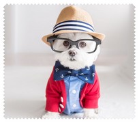 Animals029