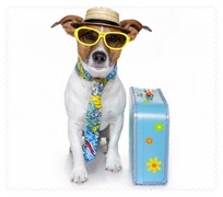 Animals043