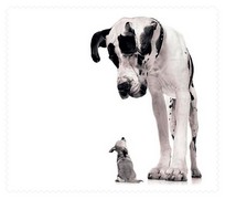 Animals047