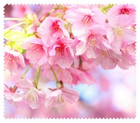 Spring005