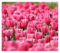 Spring009
